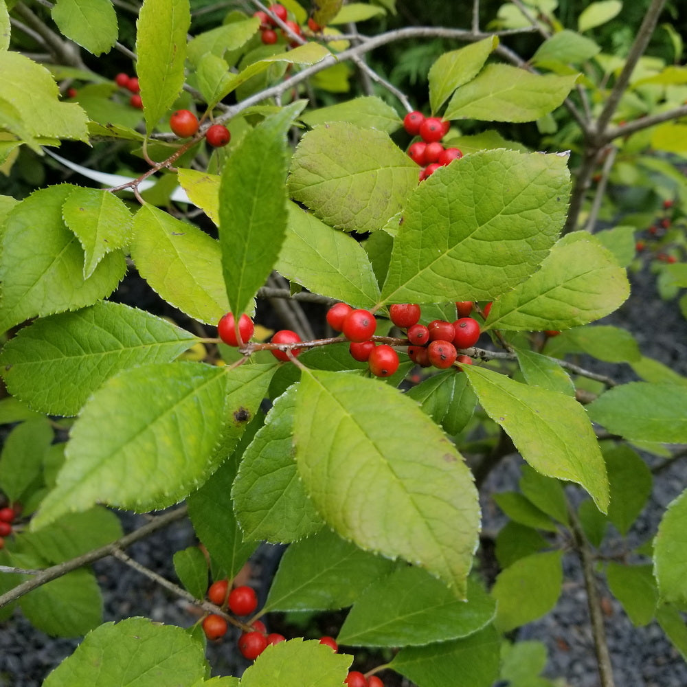Winter Red Winterberry