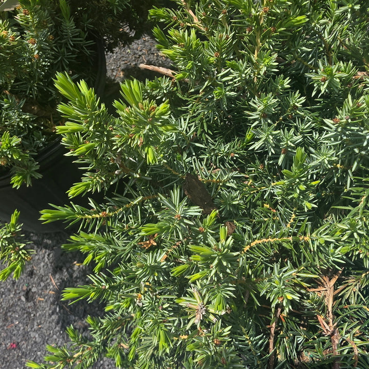 Blue Pacific Juniper