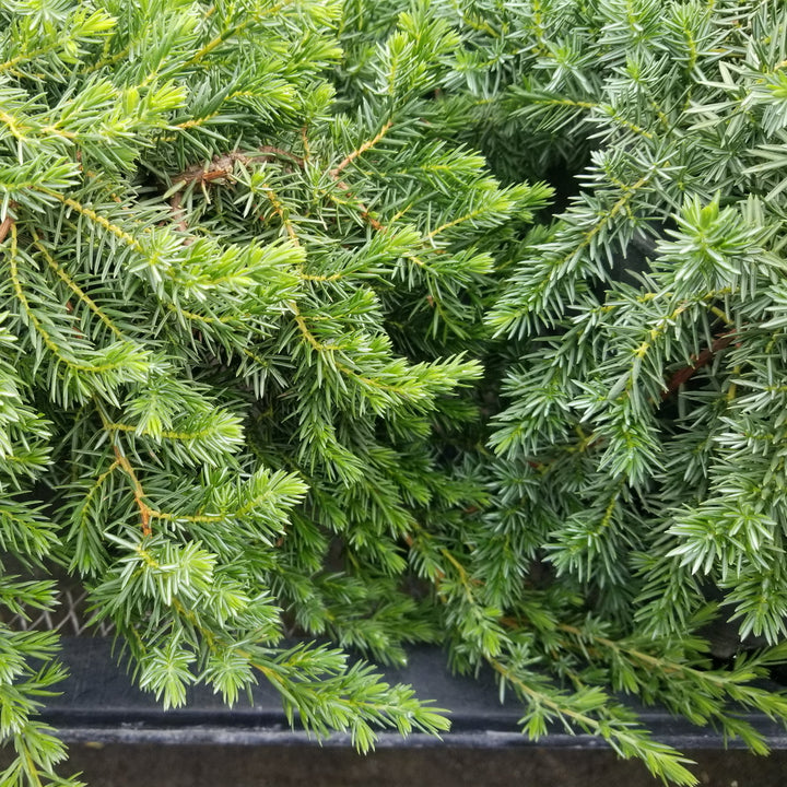 Blue Pacific Juniper