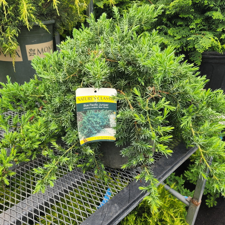 Blue Pacific Juniper