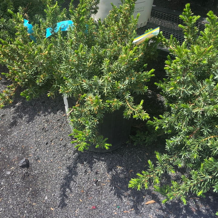Blue Pacific Juniper