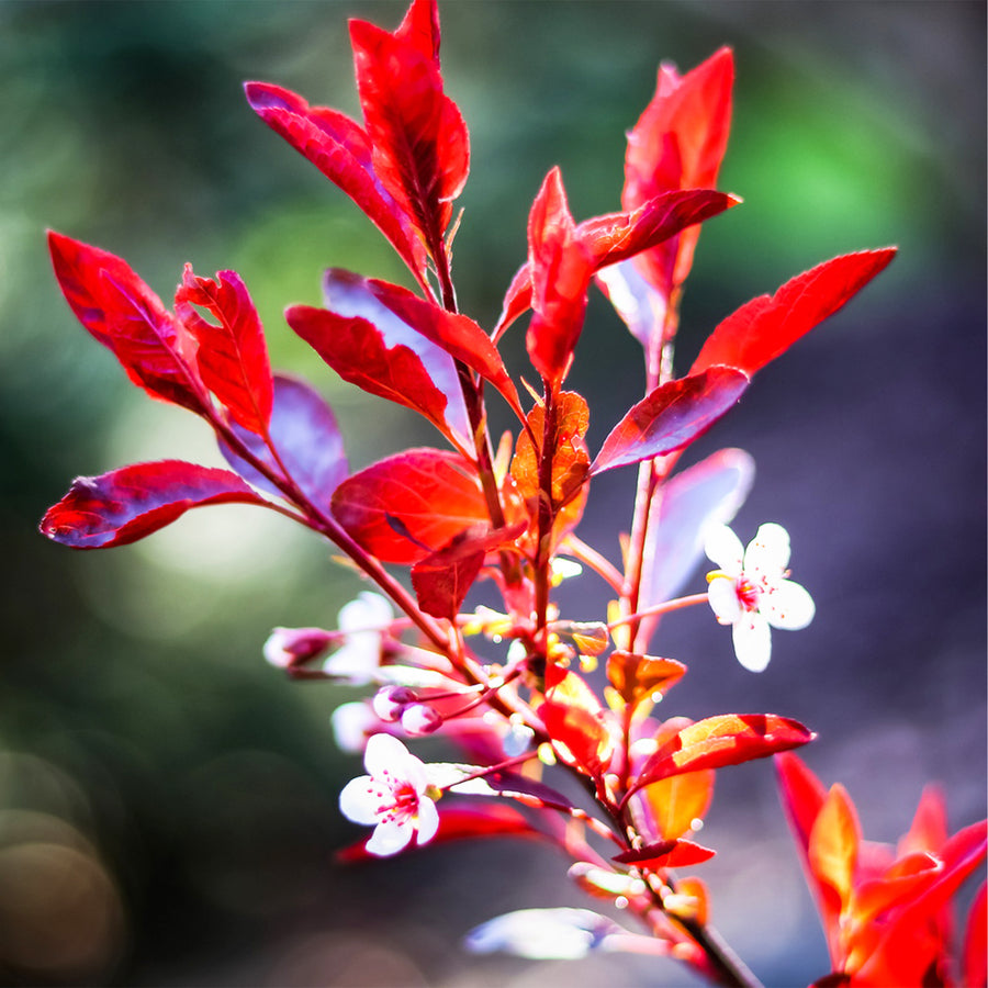 Purpleleaf Sandcherry