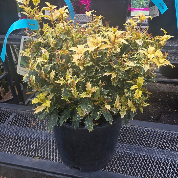 Goshiki False Holly