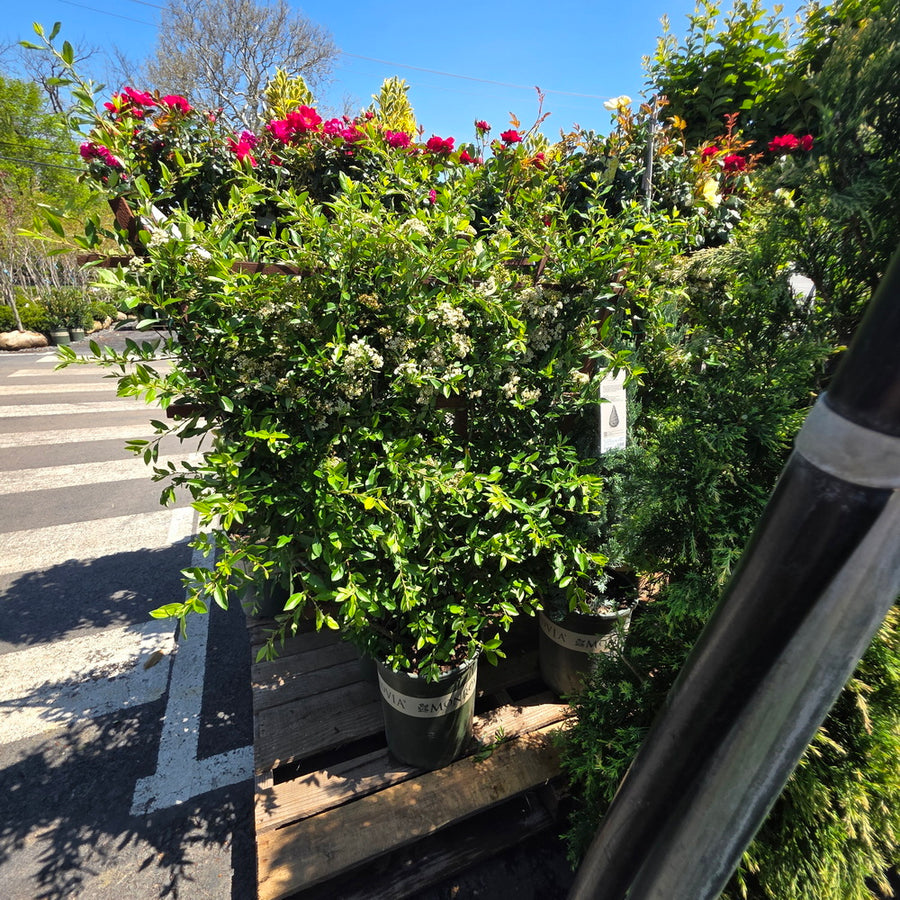 Yukon Belle® Pyracantha - Espalier