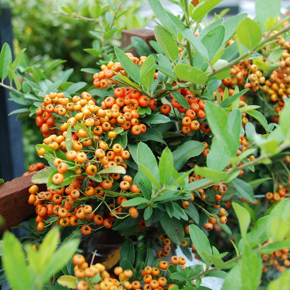 Yukon Belle® Pyracantha - Espalier