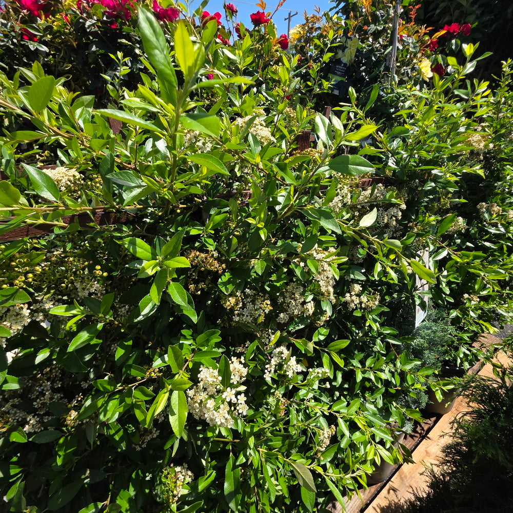 Yukon Belle® Pyracantha - Espalier