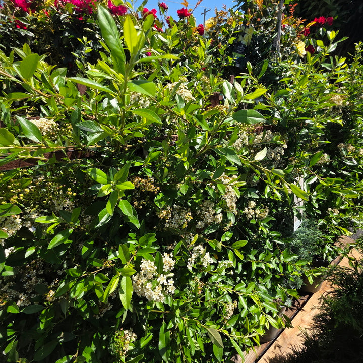 Yukon Belle® Pyracantha - Espalier