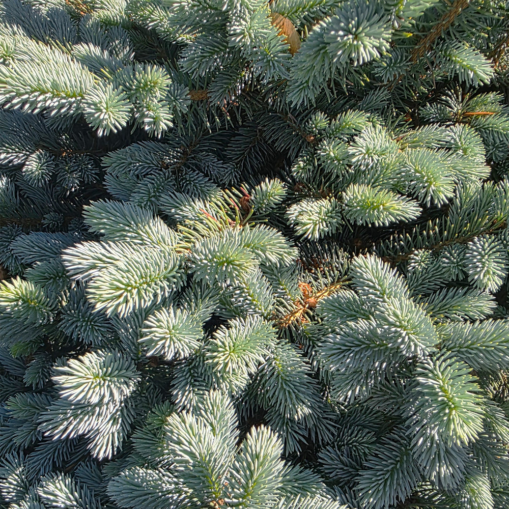 Dwarf Globe Blue Spruce
