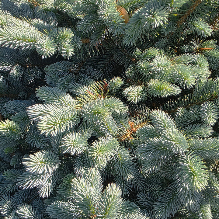 Dwarf Globe Blue Spruce