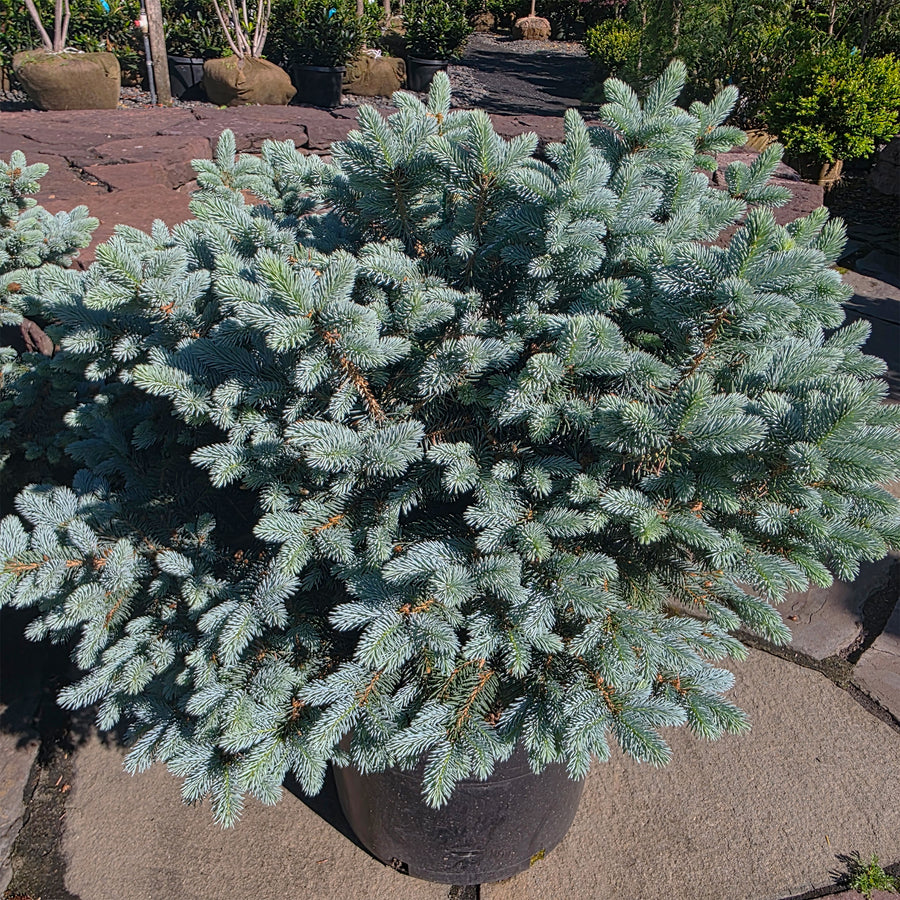Dwarf Globe Blue Spruce