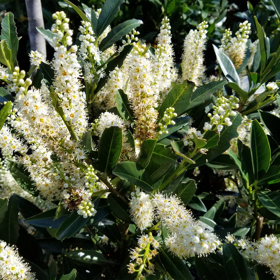 Otto Luyken English Laurel