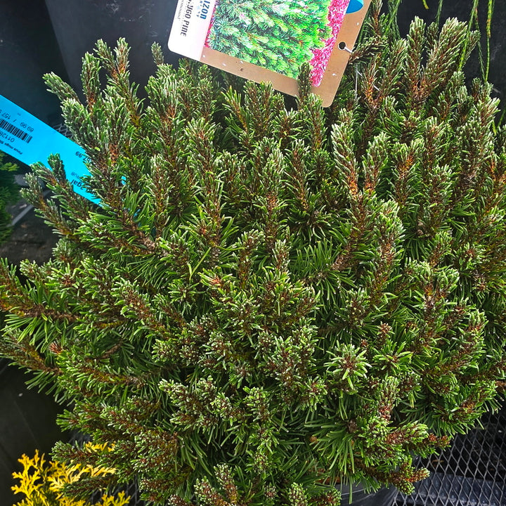 Slowmound Mugo Pine