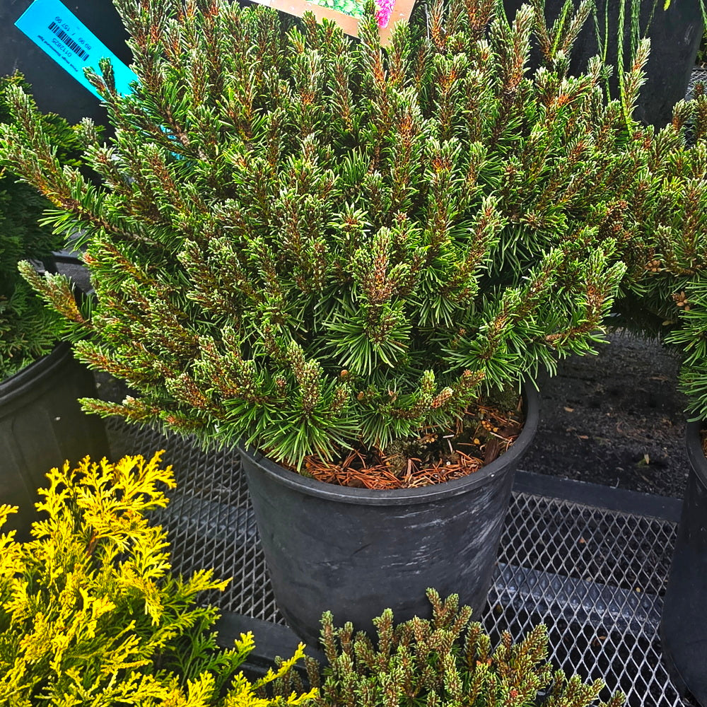 Slowmound Mugo Pine
