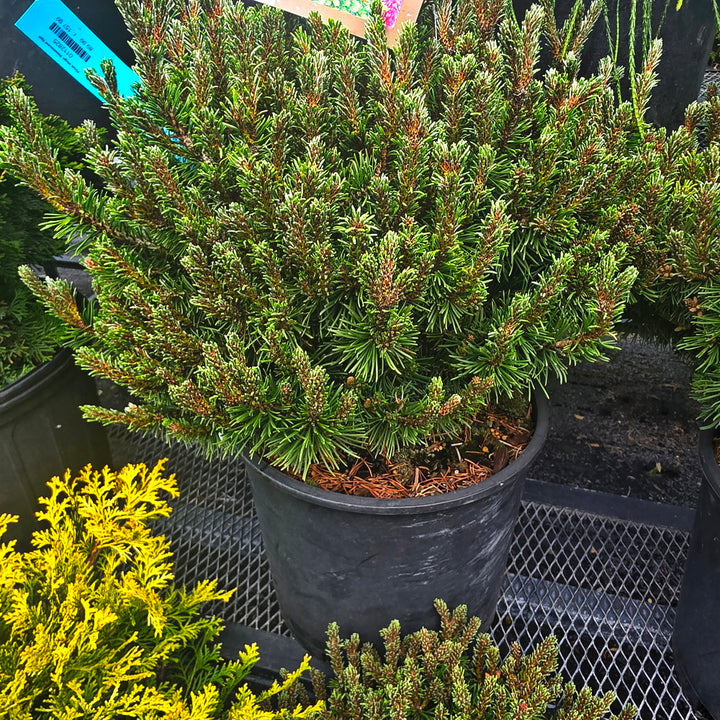 Slowmound Mugo Pine