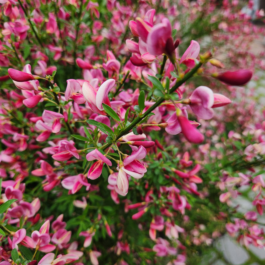 Burkwood Scotch Broom