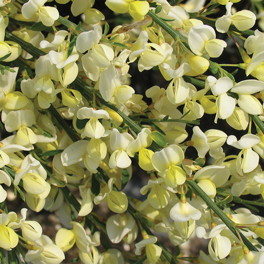 Moonlight Scotch Broom
