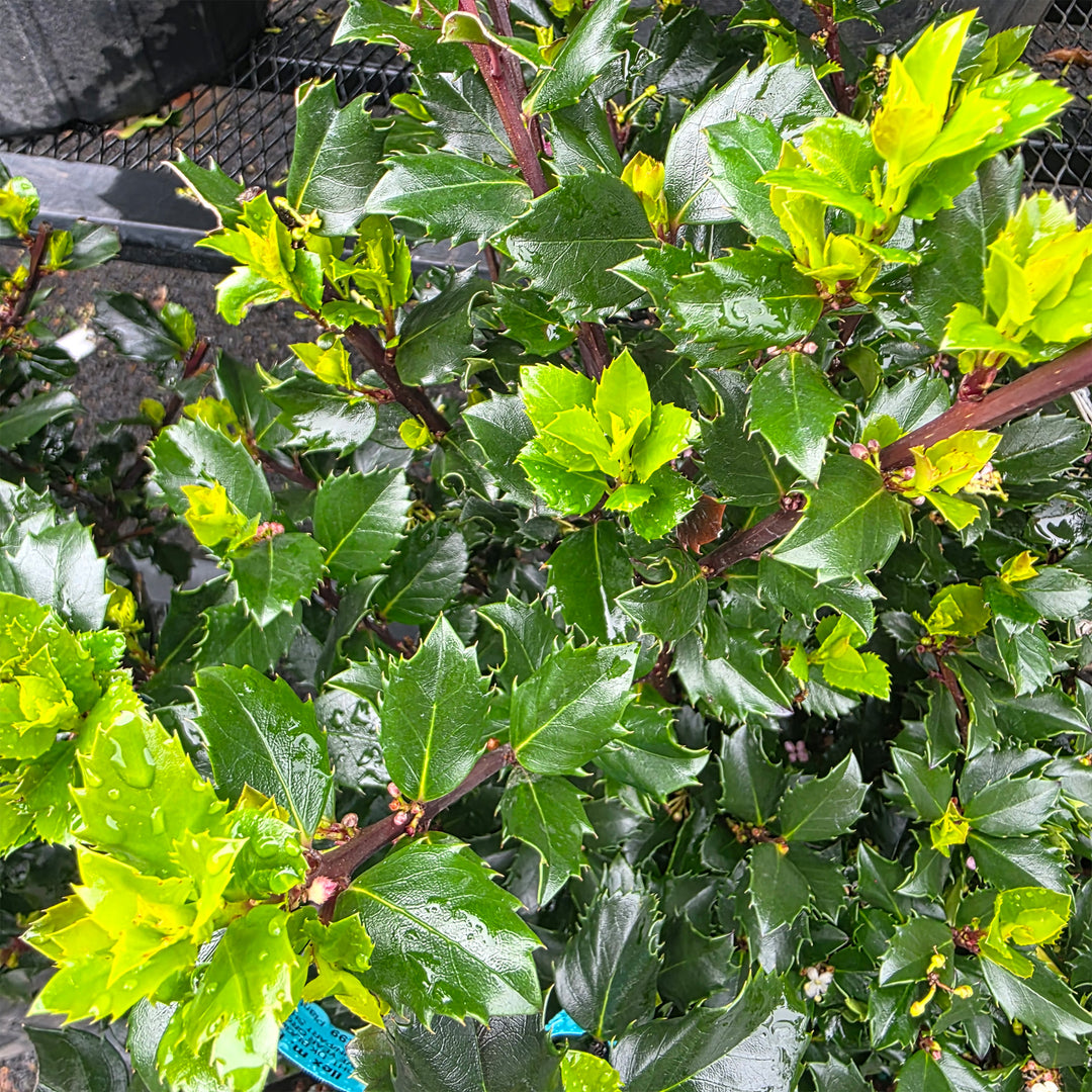 Blue Prince Holly