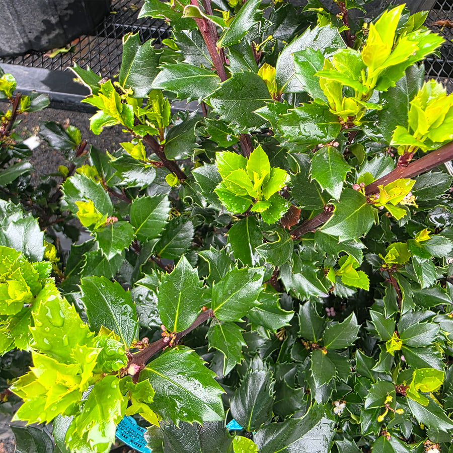 Blue Prince Holly