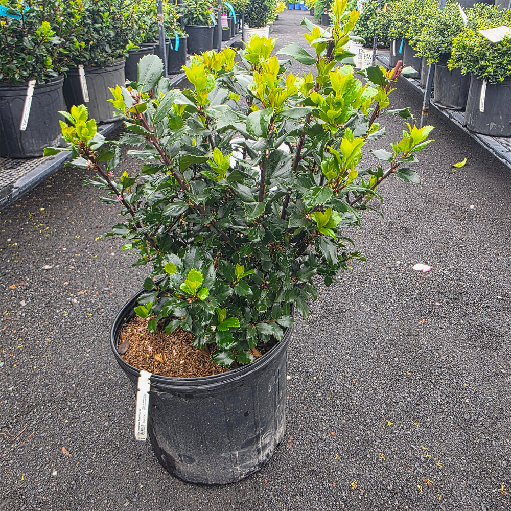 Blue Prince Holly