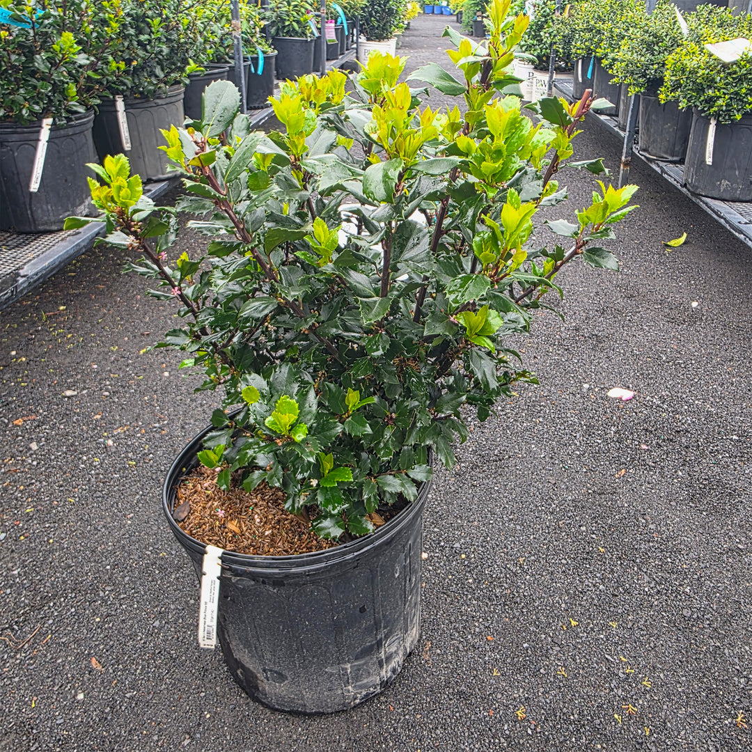 Blue Prince Holly