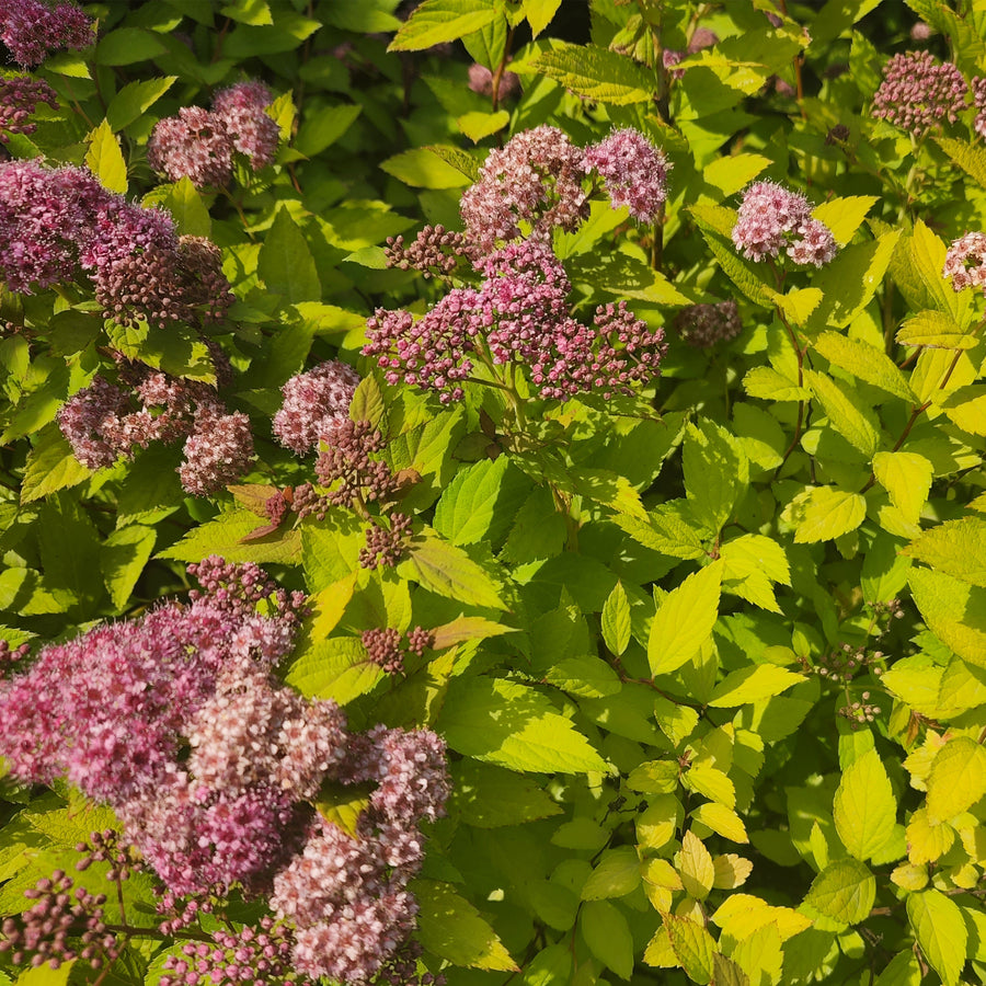 Magic Carpet Spiraea