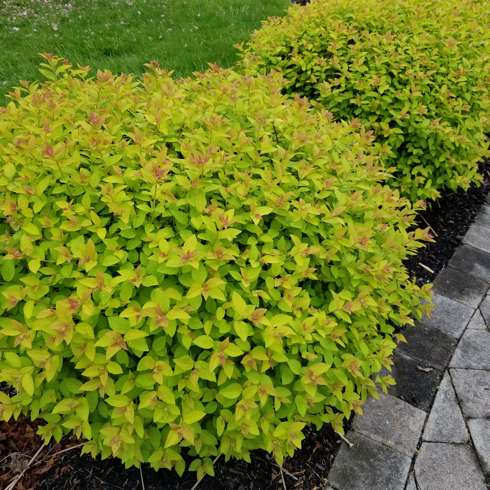 Magic Carpet Spiraea