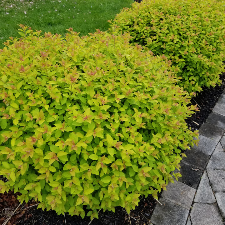 Magic Carpet Spiraea