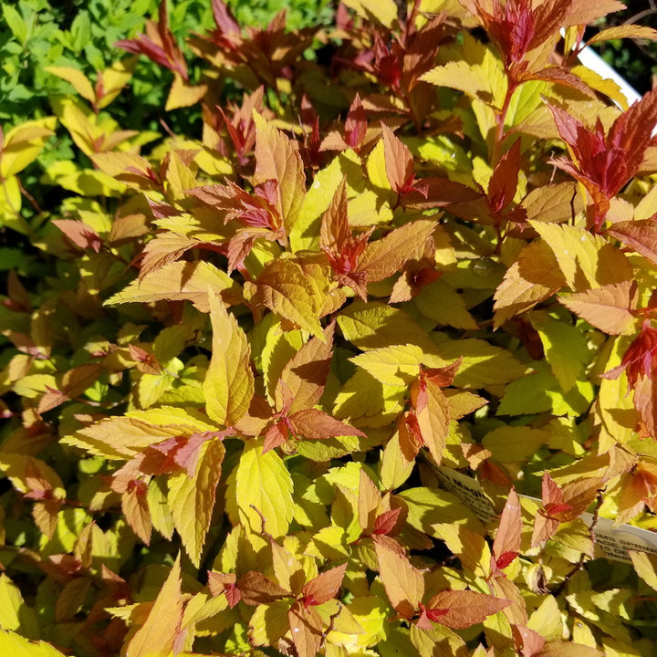 Magic Carpet Spiraea