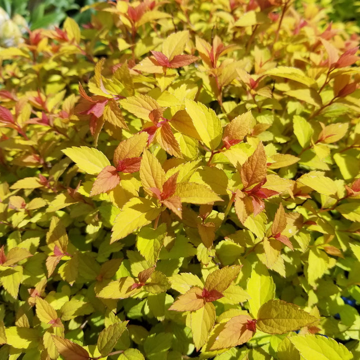 Magic Carpet Spiraea