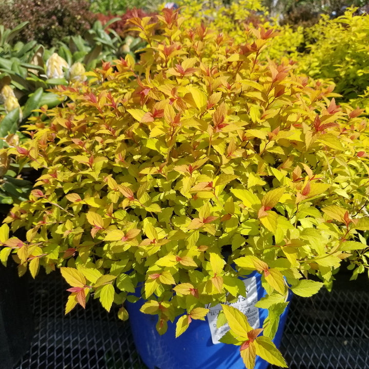Magic Carpet Spiraea