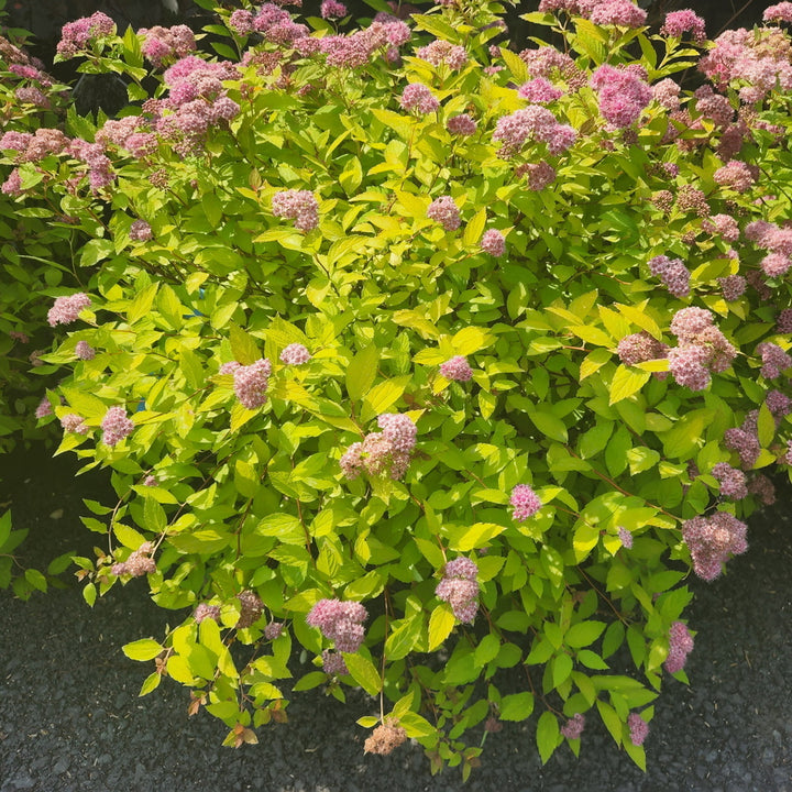 Magic Carpet Spiraea