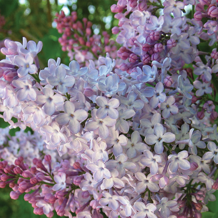 Old Fashioned Lilac
