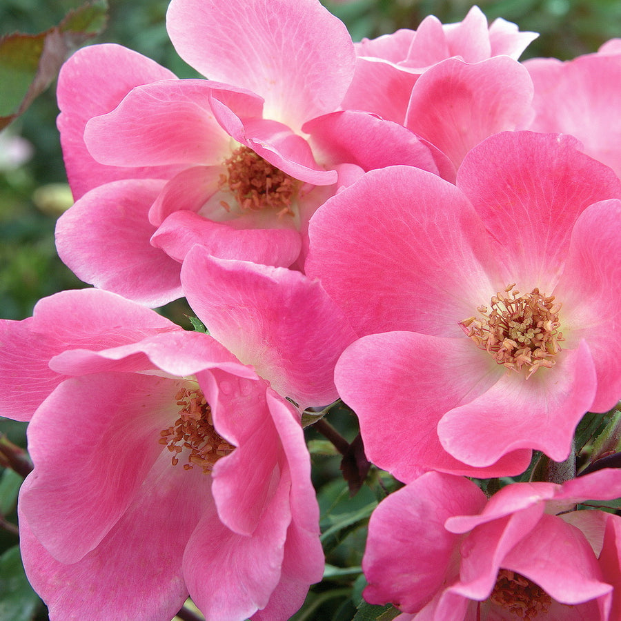 Pink Knock Out Rose®