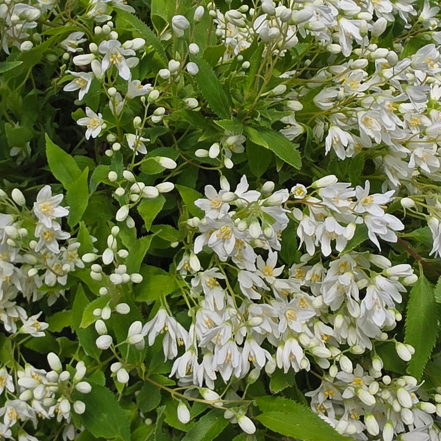 Nikko Deutzia