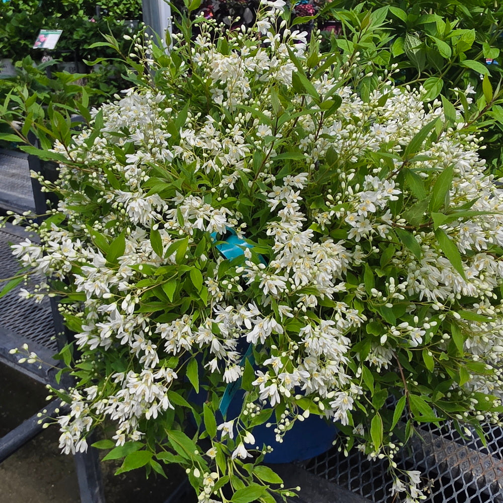 Nikko Deutzia