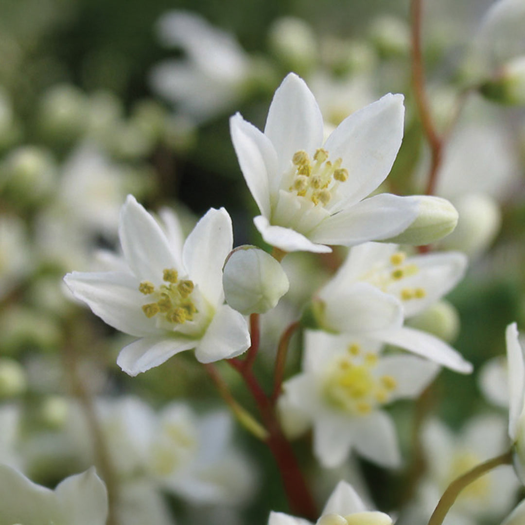 Nikko Deutzia