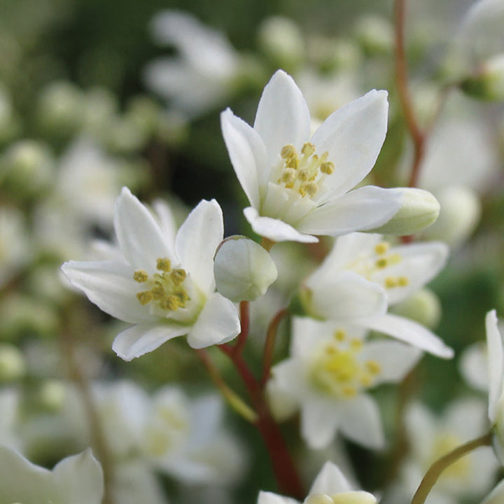 Nikko Deutzia