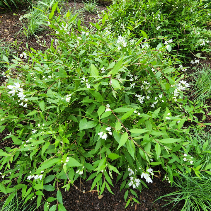 Nikko Deutzia