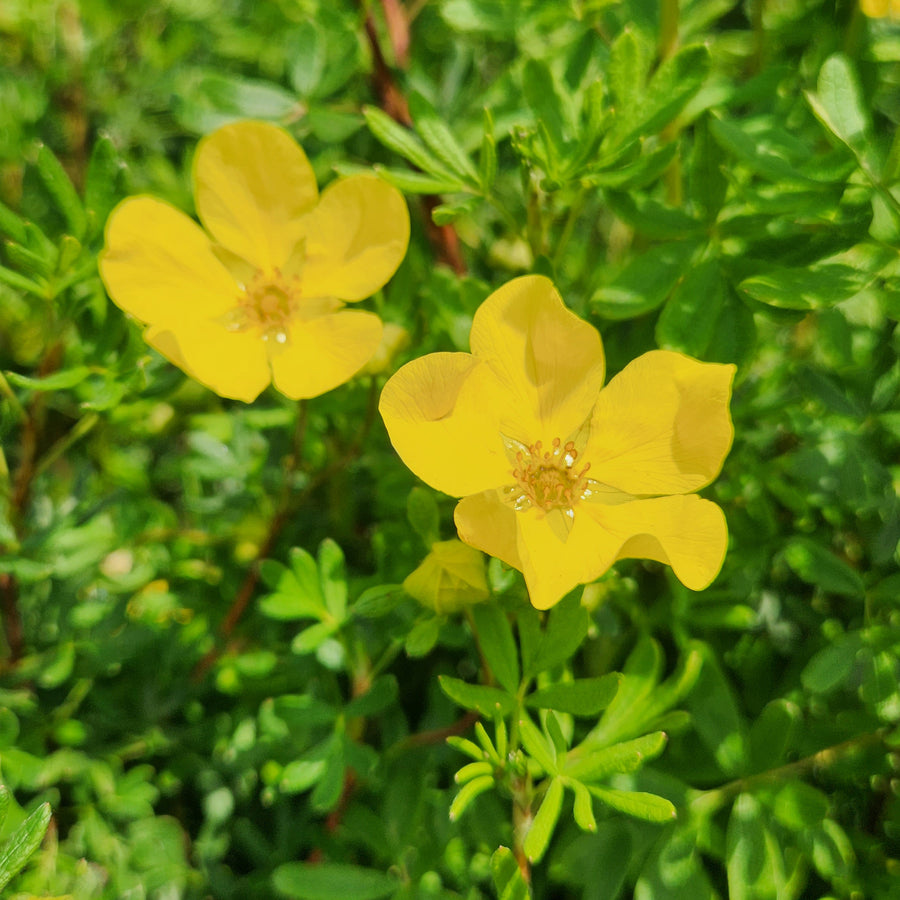 Goldfinger Potentilla