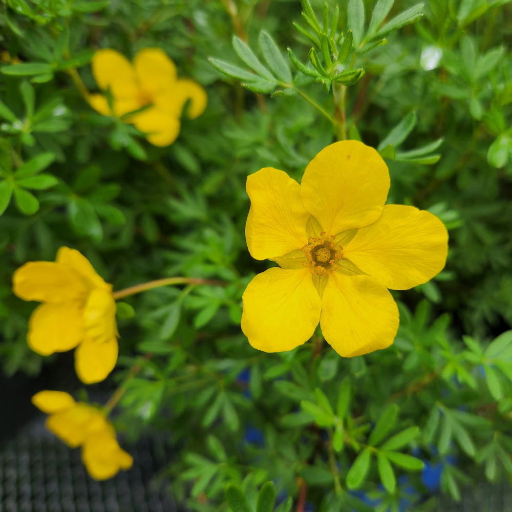 Goldfinger Potentilla