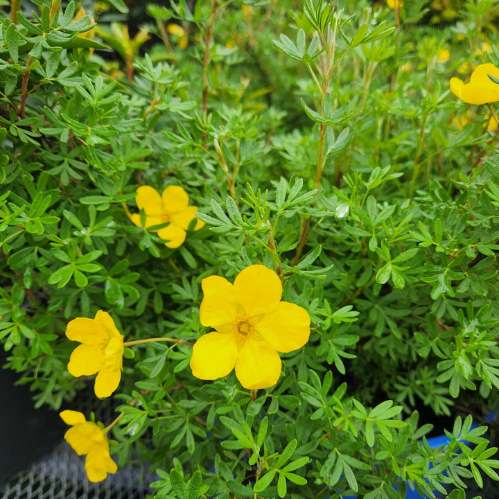 Goldfinger Potentilla
