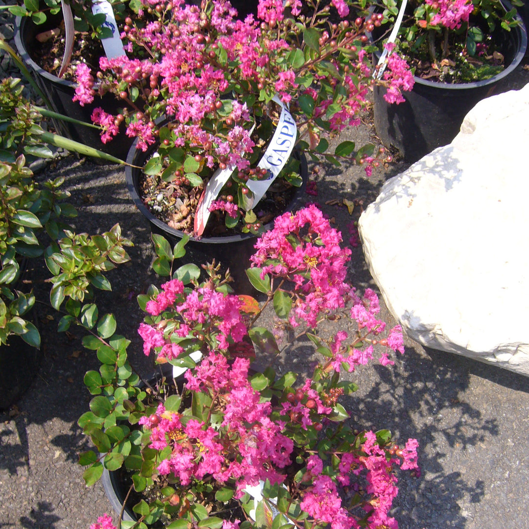 Center Punch Crape Myrtle