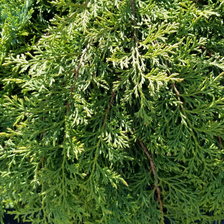 Russian Cypress