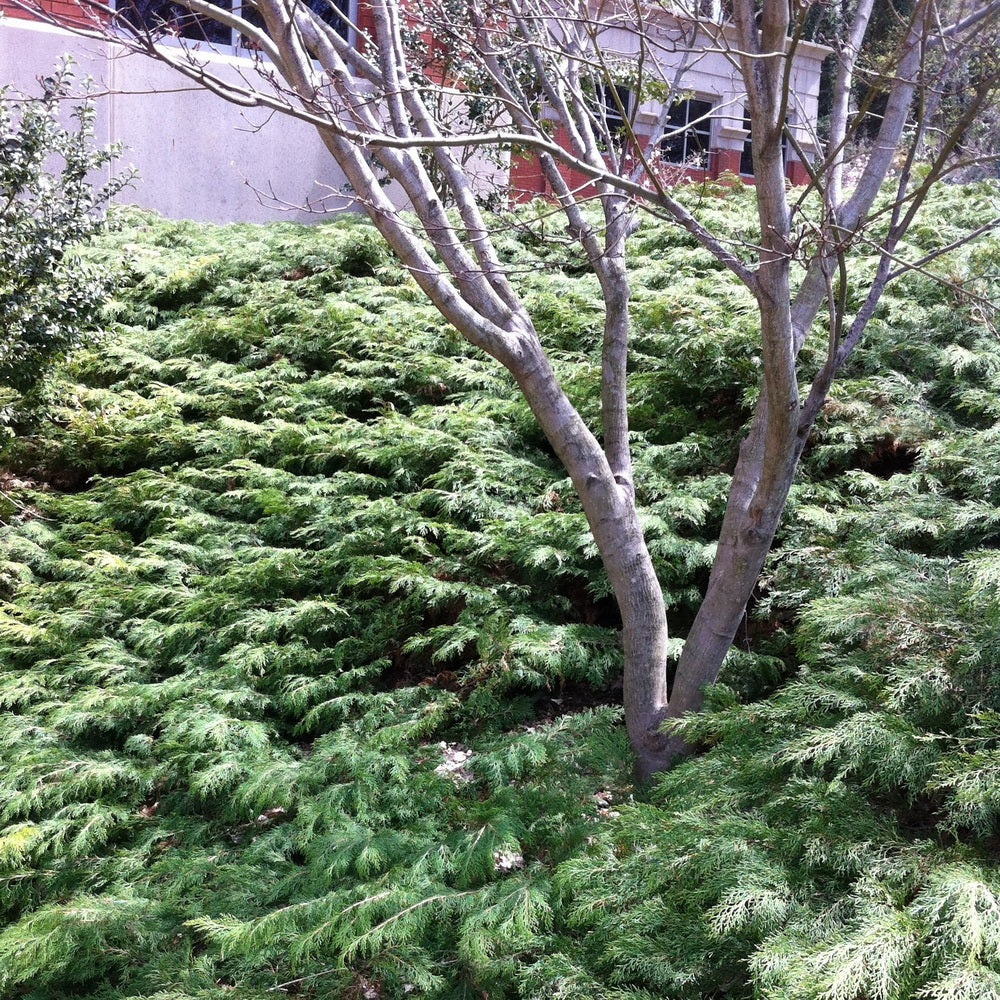 Russian Cypress