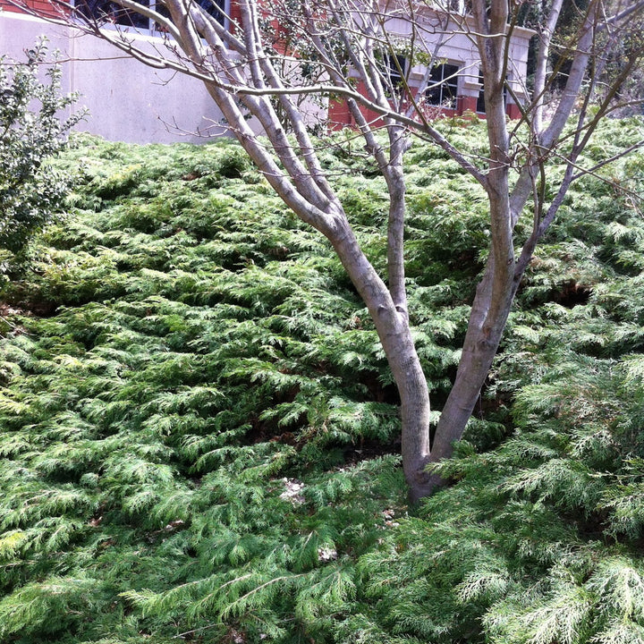 Russian Cypress