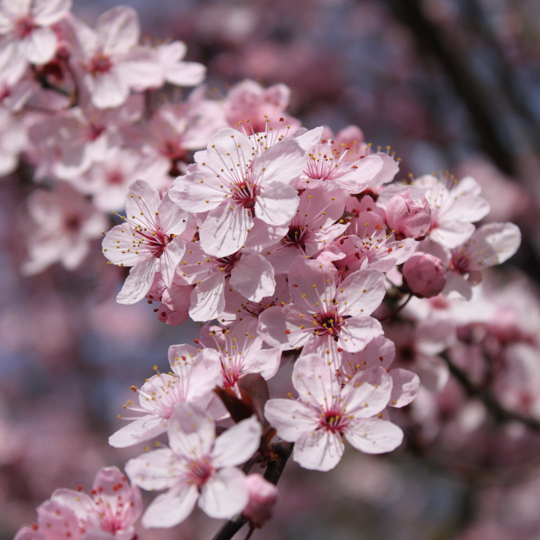 Thundercloud Flowering Plum