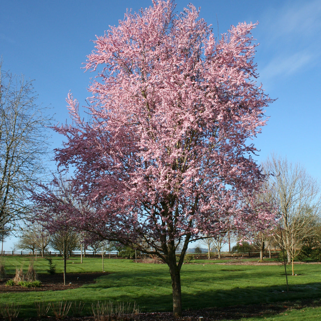 Thundercloud Flowering Plum