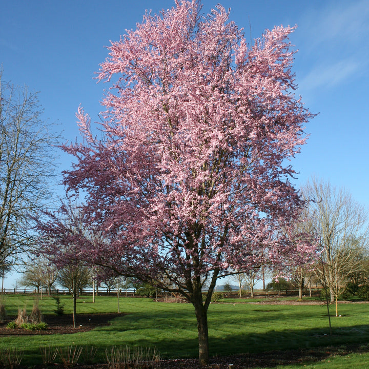 Thundercloud Flowering Plum
