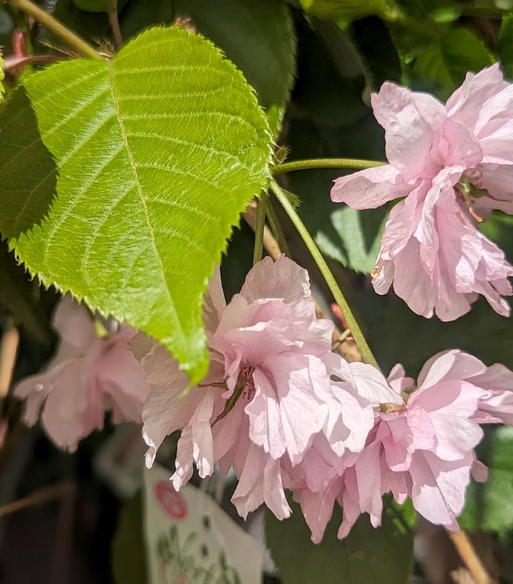 Kwanzan Flowering Cherry