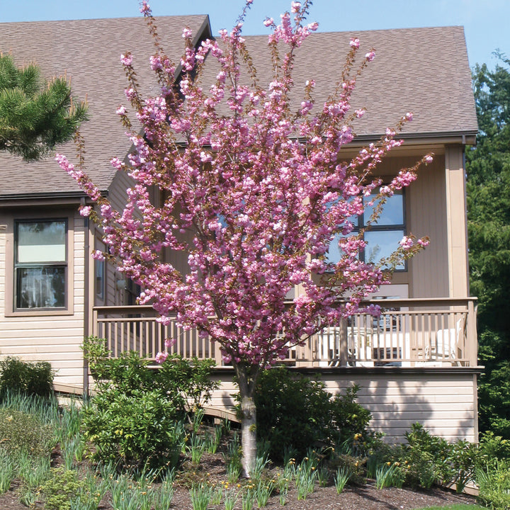 Kwanzan Flowering Cherry